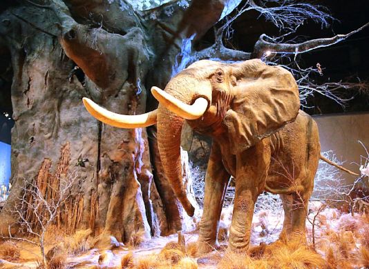 Museum of Natural History